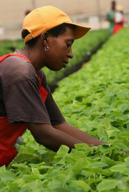 Produksjon Fairtrade julestjerner